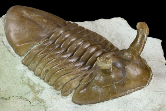 Stalk-Eye, Asaphus Intermedius Trilobite - Russia #125506